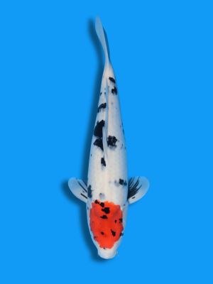 Tancho Sanke | Koi&Co.